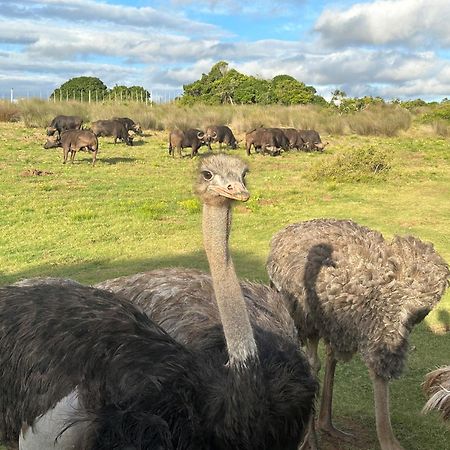 Ostrich Cottage At Les Wings Private Game Farm Groot-Jongensfontein Eksteriør billede