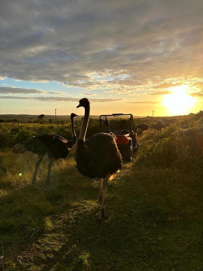 Ostrich Cottage At Les Wings Private Game Farm Groot-Jongensfontein Eksteriør billede