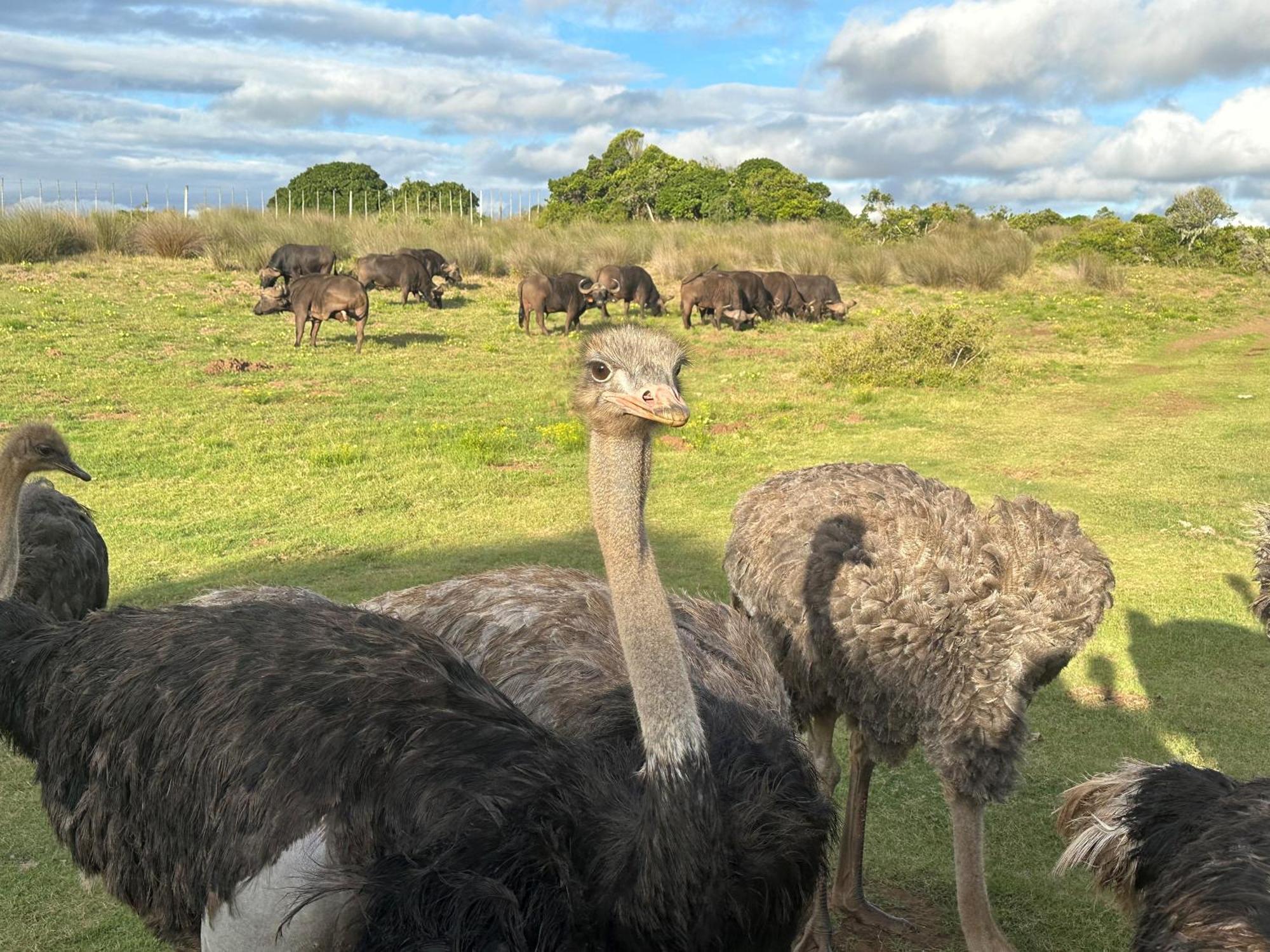 Ostrich Cottage At Les Wings Private Game Farm Groot-Jongensfontein Eksteriør billede